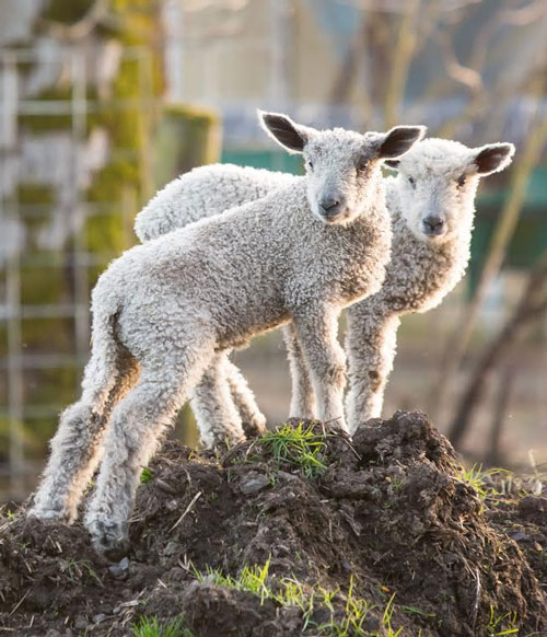 wensleydales lambs and sheep
