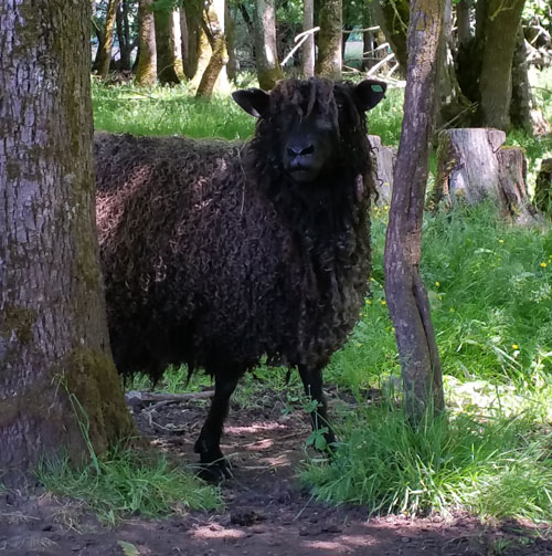 WesleyDale Ewe